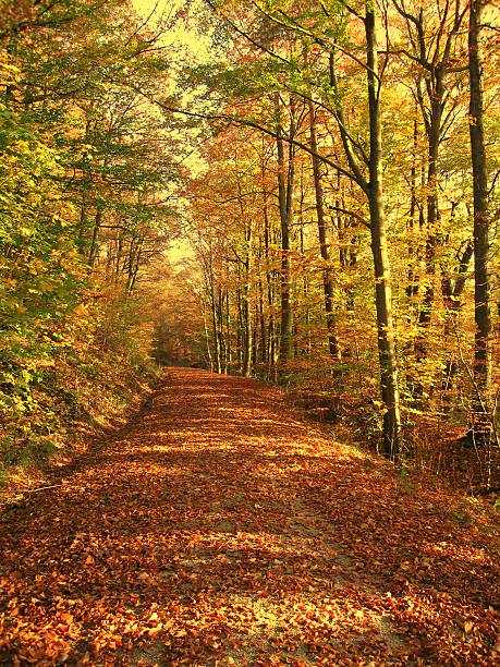 autumn forest stock photo