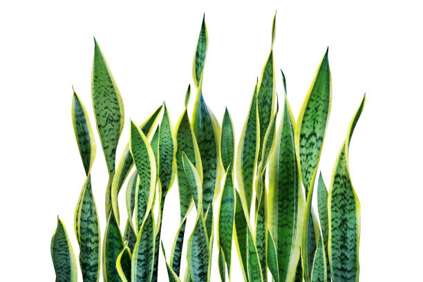 Green Leaves of Sansevieria trifasciata, Snake Plant Isolated on White Background Green Leaves of Sansevieria trifasciata, Snake Plant Isolated on White Background sanseveria trifasciata stock pictures, royalty-free photos & images
