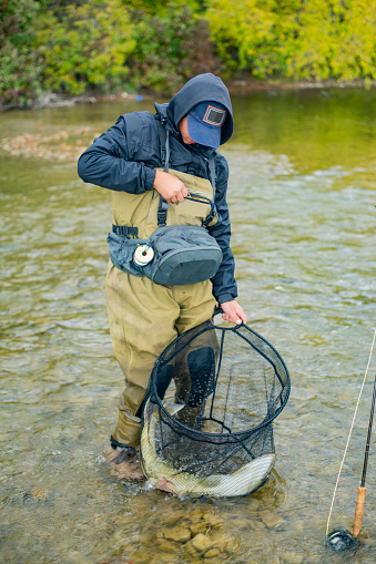 A teen fly fisherman preparing to release a large Chinook salmon he has caught on a Great lakes tributary during the fall run.