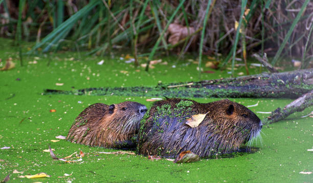 istock Two Coypu nutria  in the river 1183760728