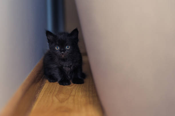 little cute domestic cat is sitting on the floor near the wall