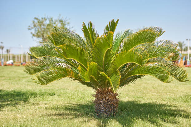 istock Hotel grounds with a palm tree close up. Summer tourism vacations concept 1183761844