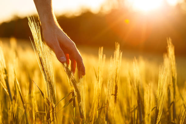istock Farmer's hands touch young wheat in the sunset light 1183761937