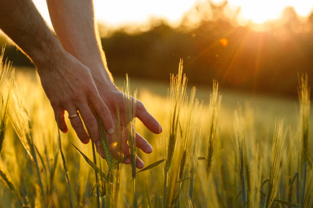 istock Farmer's hands touch young wheat in the sunset light 1183762545