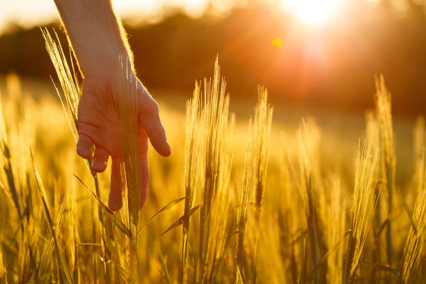 istock Farmer's hands touch young wheat in the sunset light 1183762601