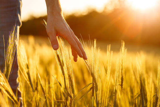 istock Farmer's hands touch young wheat in the sunset light 1183762635