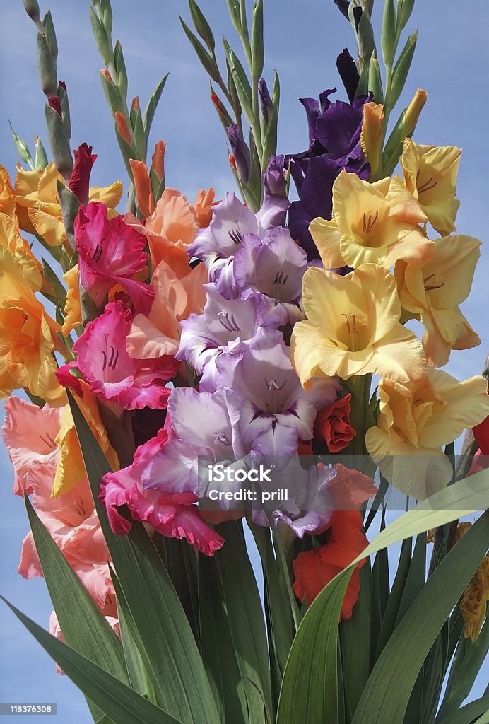 Colorido gladioli - Foto de stock de Gladiolo libre de derechos