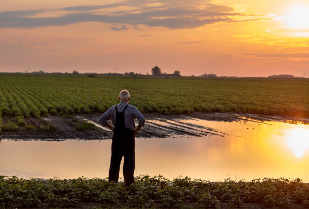 Upset farmer standing beside flooded field stock photo