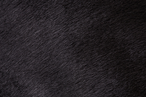 Textura de piel negra de una vaca, primer izoro de toro. Antecedentes, diseño, ideas. photo