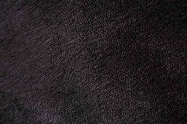 Texture of black fur of a cow, bull closeup. Background, design, ideas. Texture of black fur of a cow, bull closeup. Background, design, ideas. barren cow stock pictures, royalty-free photos & images