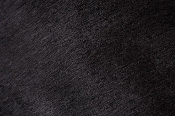 Texture of black fur of a cow, bull closeup. Background, design, ideas.