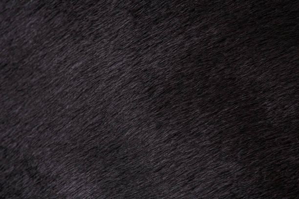 texture of black fur of a cow, bull closeup. background, design, ideas. - hide imagens e fotografias de stock