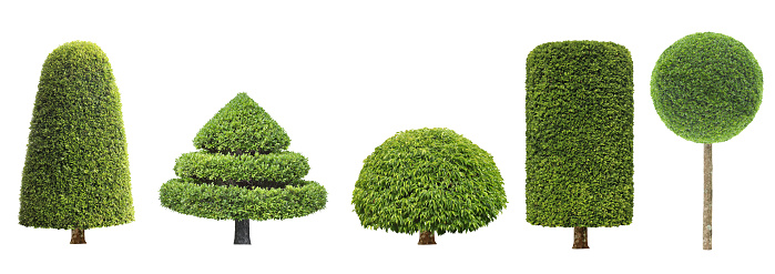 collection set of different shape of topiary tree isolated on white background for formal Japanese and English style artistic design garden purpose