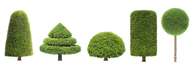 Photo of collection set of different shape of topiary tree isolated on white background for formal Japanese and English style artistic design garden