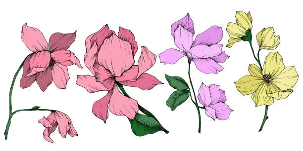 wektor magnolia kwiatowe kwiaty botaniczne. czarno-biała grawerowana sztuka atramentowa. izolowany element ilustracji magnolii. - lace pink white black stock illustrations