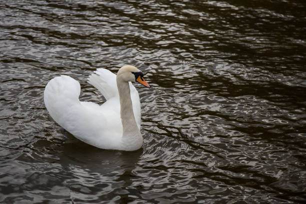 istock White Swan floating on the lake. 1183767234