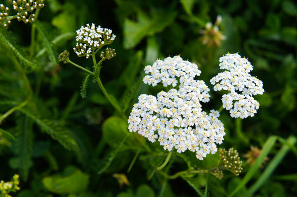 fleurs blanches communes d'achillea millefolium avec le vert - herb flower head flower wildflower photos et images de collection