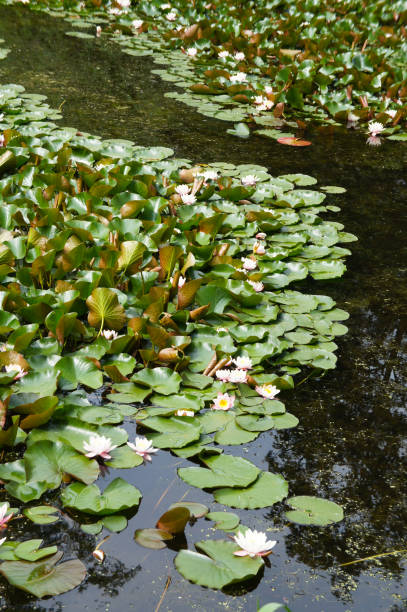 istock water lilies plant on water vertical 1183767312