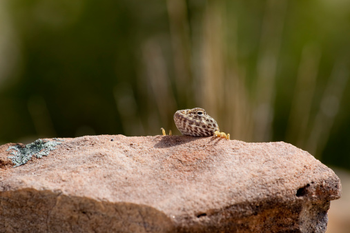 Gecko of Tenerife: prehistoric reptiles