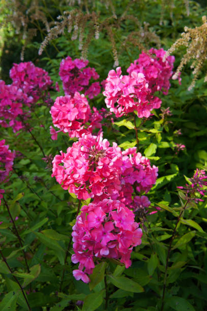 istock Phlox paniculata windsor red flowers vertcial 1183767867