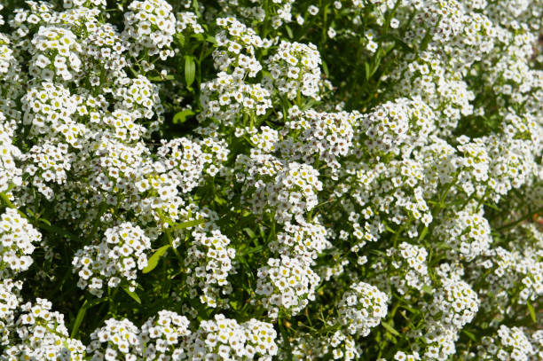 istock Lobularia maritima silver stream many white flowers 1183767919