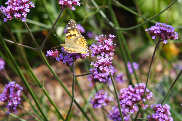 verbena bonariensis piruleta flores púrpuras y amarillo argynnis paphia mariposa en ella - argynnis fotografías e imágenes de stock