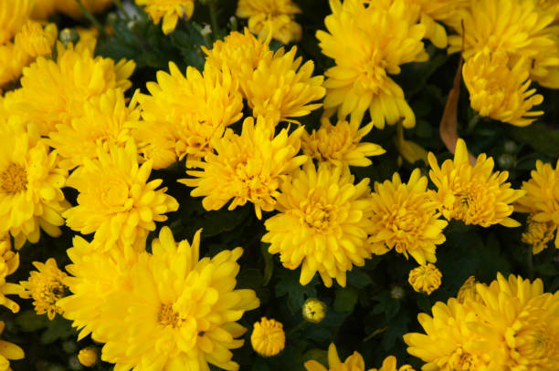 istock Mums chrysanthemum branhill yellow flowers background 1183767961