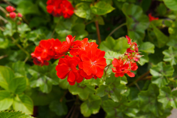 istock Brocade fire geranium or pelargonium red flowers with green 1183767984