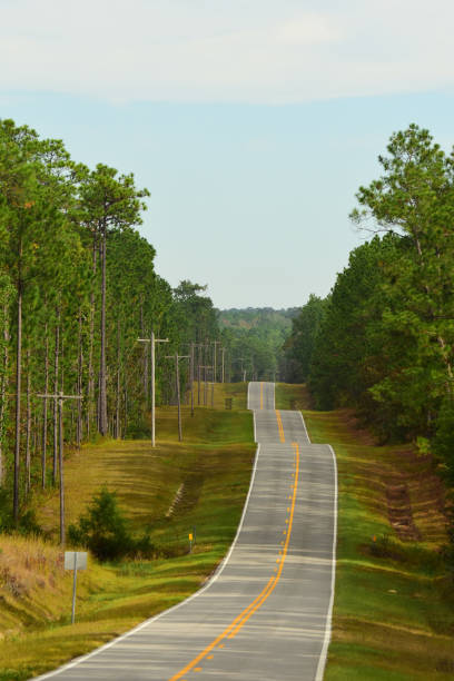 istock Two-lane road over hilly terrain through pine forest 1183768031