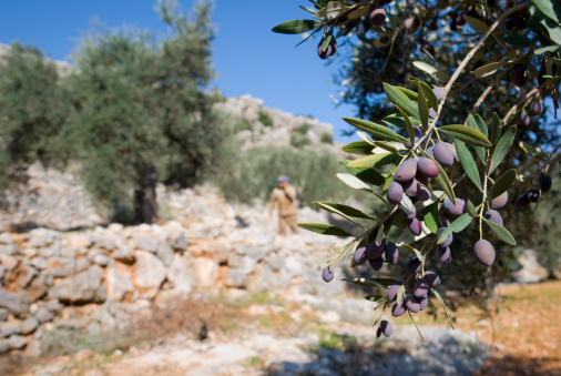 Ripe olives on an olive branch in the Palestinian village of Aboud in the West Bank. A Palestinian farmer is visible working in the olive field.