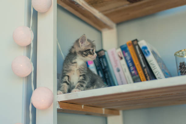 istock little gray kitten sitting on a white bookshelf 1183769938