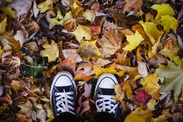 autumn leaf color, canvas shoe, autumn,