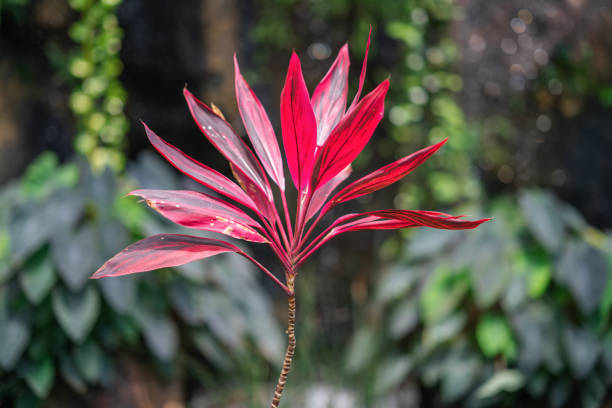 Beautiful red Ti plant on blurred green background. Asparagus family.