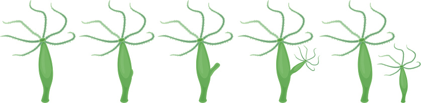 Hydra Asexual Reproduction (Budding) Scheme. Educational material for lesson of zoology