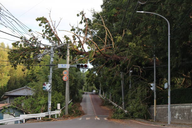 Tail marks of Typhoon No. 15 in 2019