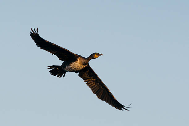 istock Cormorant flying overhead in the evening sunshine 118377545