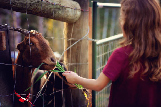 istock Five year old girl feeding her goat grass 1183775918