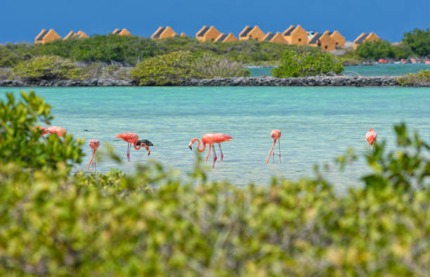 fenicotteri caraibici su bonaire - salt pond foto e immagini stock