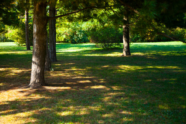 istock Green lawn and pine trees 1183776811