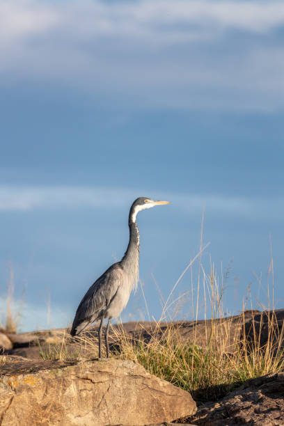 istock Black-headed heron in the Masai Mara 1183777045