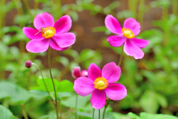 Dahlia Head