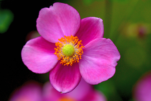Anemone hupehensis, or commonly called Japanese anemone, is native to China and has long been cultivated in Japan for hundreds of years. It flowers from summer to autumn, with its colors ranging from white to pink and purple.
