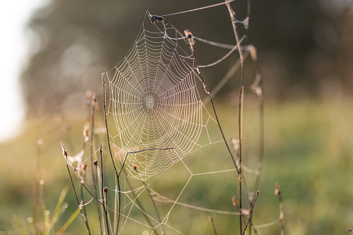 spiderweb with dew in a meadow