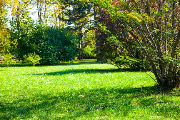 istock Green lawn and trees 1183778602