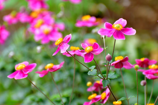 Anemone Japanese Autumn - Free photo on Pixabay