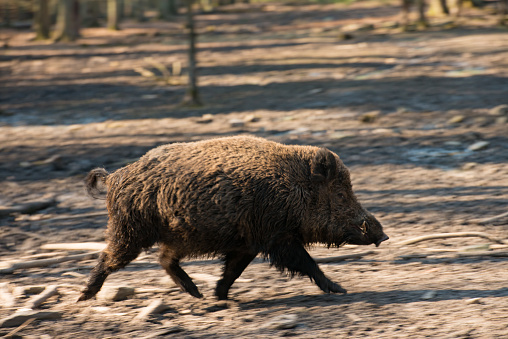 A wild boar running in the forest