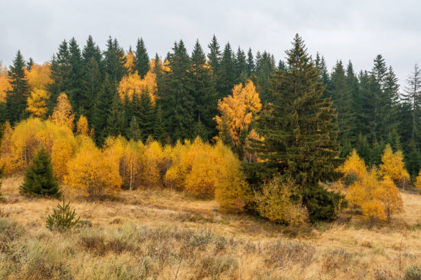 istock Autumn Landscape. Fall Scene.Trees and Leaves. 1183778892