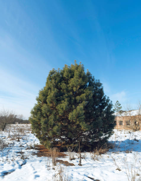 istock Conifer in the fields. A magnificent tree in the field. 1183778928