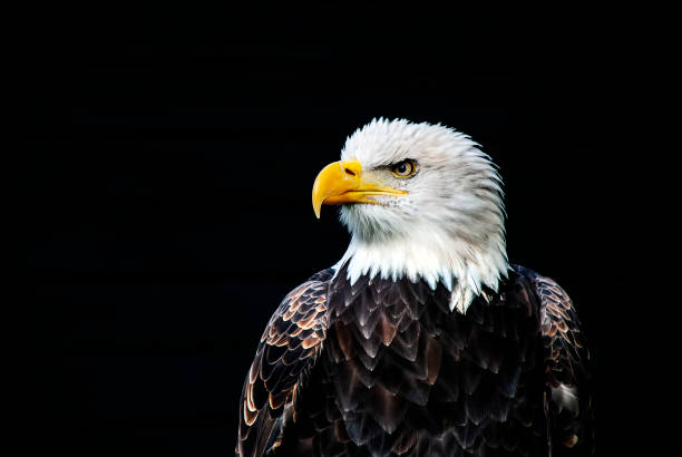 istock Close up of a Bald Eagle (Haliaeetus leucocephalus) 1183779801