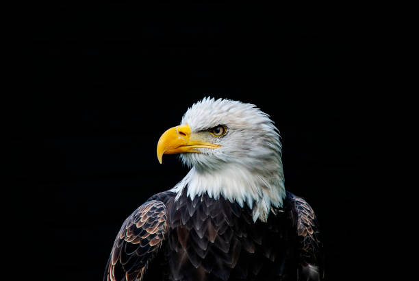 primo posto di un'aquila calva (haliaeetus leucocephalus) - leucocephalus foto e immagini stock